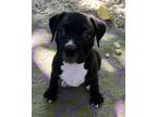 Adopt Benny a Labrador Retriever, Boxer