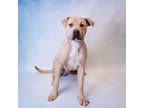 Adopt Sd-04 Ledger a Pit Bull Terrier