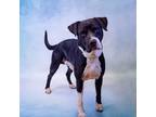 Adopt Nd-6 Moo Hw++ a Pit Bull Terrier, Labrador Retriever