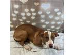 Adopt Animal ID Pending a Pit Bull Terrier