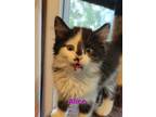 Adopt Alice a Domestic Long Hair