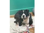 Adopt Snoopy a American Staffordshire Terrier