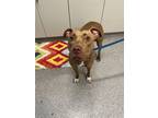 Adopt Honey a Pit Bull Terrier, Mixed Breed