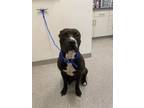 Adopt Gideon a Pit Bull Terrier, Mixed Breed