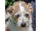 Adopt Gizmo a Jack Russell Terrier, Wire Fox Terrier