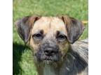 Adopt Ashley a Wirehaired Terrier, Schnauzer