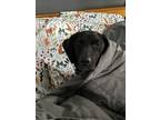 Adopt Seagan a Treeing Walker Coonhound, Labrador Retriever