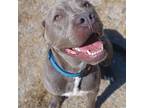 Adopt 22-0299 "Smokey" a Pit Bull Terrier