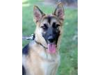 Adopt Regina (AO26545) a German Shepherd Dog