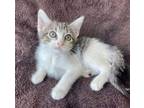 Adopt Remy A Domestic Short Hair