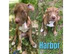 Adopt HARBOR a Pit Bull Terrier