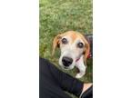 Adopt June a Beagle
