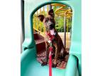 Adopt Piper Anne (Paddleboard) a Pit Bull Terrier