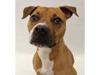 Adopt Debbie a Pit Bull Terrier, Mixed Breed