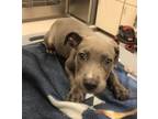 Adopt Doc a Pit Bull Terrier, Mixed Breed