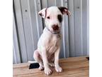 Adopt Rocky PR 2 a Bull Terrier, Mixed Breed