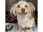 Adopt Niles a Poodle, Mixed Breed