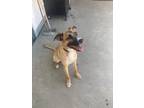 Adopt Stella - Courtesy Listing see info a German Shepherd Dog, Pit Bull Terrier