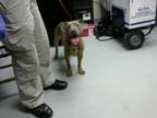 Adopt A384229 a Pit Bull Terrier