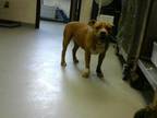 Adopt A384221 a Pit Bull Terrier