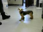 Adopt A384189 a Yorkshire Terrier