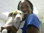 Adopt A384718 a Pit Bull Terrier, Mixed Breed