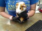 Adopt MARY a Guinea Pig