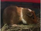 Adopt Jumpy Bailey a Guinea Pig