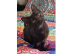 Adopt Spider Pig - Polydactyl a Domestic Short Hair