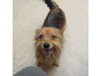 Adopt Jess a Yorkshire Terrier