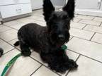 Adopt Wally a Scottish Terrier