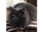 Adopt Fuzzy a Gray or Blue Domestic Shorthair (medium coat) cat in Cambridge