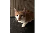 Adopt Colby & Chloe a Orange or Red (Mostly) Domestic Shorthair (short coat) cat