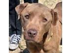 Adopt Fonzi a Pit Bull Terrier, Mixed Breed