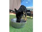 Adopt The Prince Crown a German Shepherd Dog, Mixed Breed