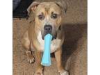Adopt Tanner a Pit Bull Terrier, Mixed Breed