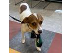 Adopt jose a Jack Russell Terrier