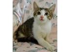 Adopt Pappas (Crabcakes Litter) a Domestic Short Hair