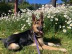 Adopt Zuko a German Shepherd Dog