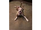 Adopt Patty a Pit Bull Terrier