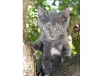 Adopt Alexa is a princess of purrs and snuggles! a Russian Blue