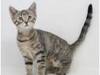 Adopt Mollie is just a playful mush! Super sweetie! a Bengal, Tabby