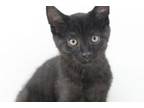 Adopt Fish is friendly fun and oh soooo cute! BLACK KITTY HAPPINESS a Bombay