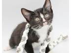 Adopt Lux is sooo lovable and wants to love u all day long!!!! a Bombay, Tuxedo