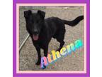 Adopt Athena a German Shepherd Dog, Flat-Coated Retriever