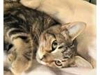 Adopt MARBLE - Gorgeous, Marbled, Loving, Playful, Silly, Cuddly, 6-Month-Old