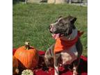Adopt Muffin a American Staffordshire Terrier