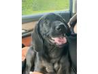 Adopt Jace: All around AMAZING a Labrador Retriever