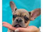 French Bulldog PUPPY FOR SALE ADN-444739 - FRENCHIE LoVeLy BLUE GIRL