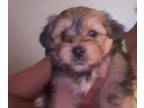 Carkie PUPPY FOR SALE ADN-444442 - Yorkie and Cairn terrier designer breed